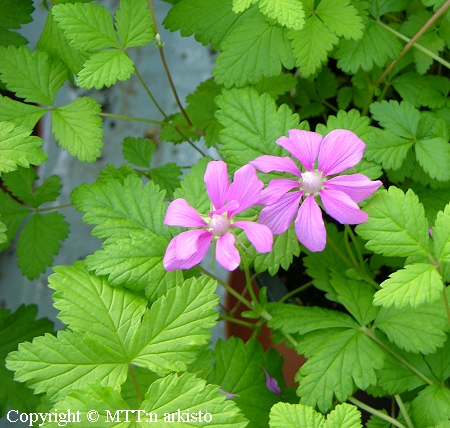 Rubus arcticus   'Susanna'